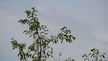 Black-browed Reed Warbler 渡瀬遊水池 Thu, 8/13/2020