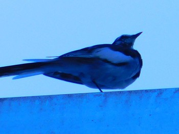 White Wagtail 長野県安曇野 Wed, 8/12/2020