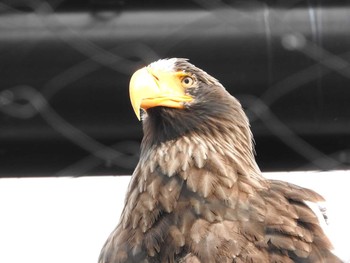 Steller's Sea Eagle Unknown Spots Mon, 5/2/2016