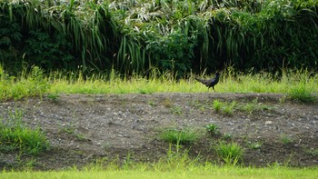 キジ 思川(観晃橋付近) 2020年8月13日(木)