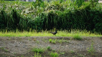 キジ 思川(観晃橋付近) 2020年8月13日(木)