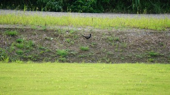 Thu, 8/13/2020 Birding report at 思川(観晃橋付近)