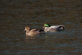 Sat, 2/4/2006 Birding report at Hattori Ryokuchi Park