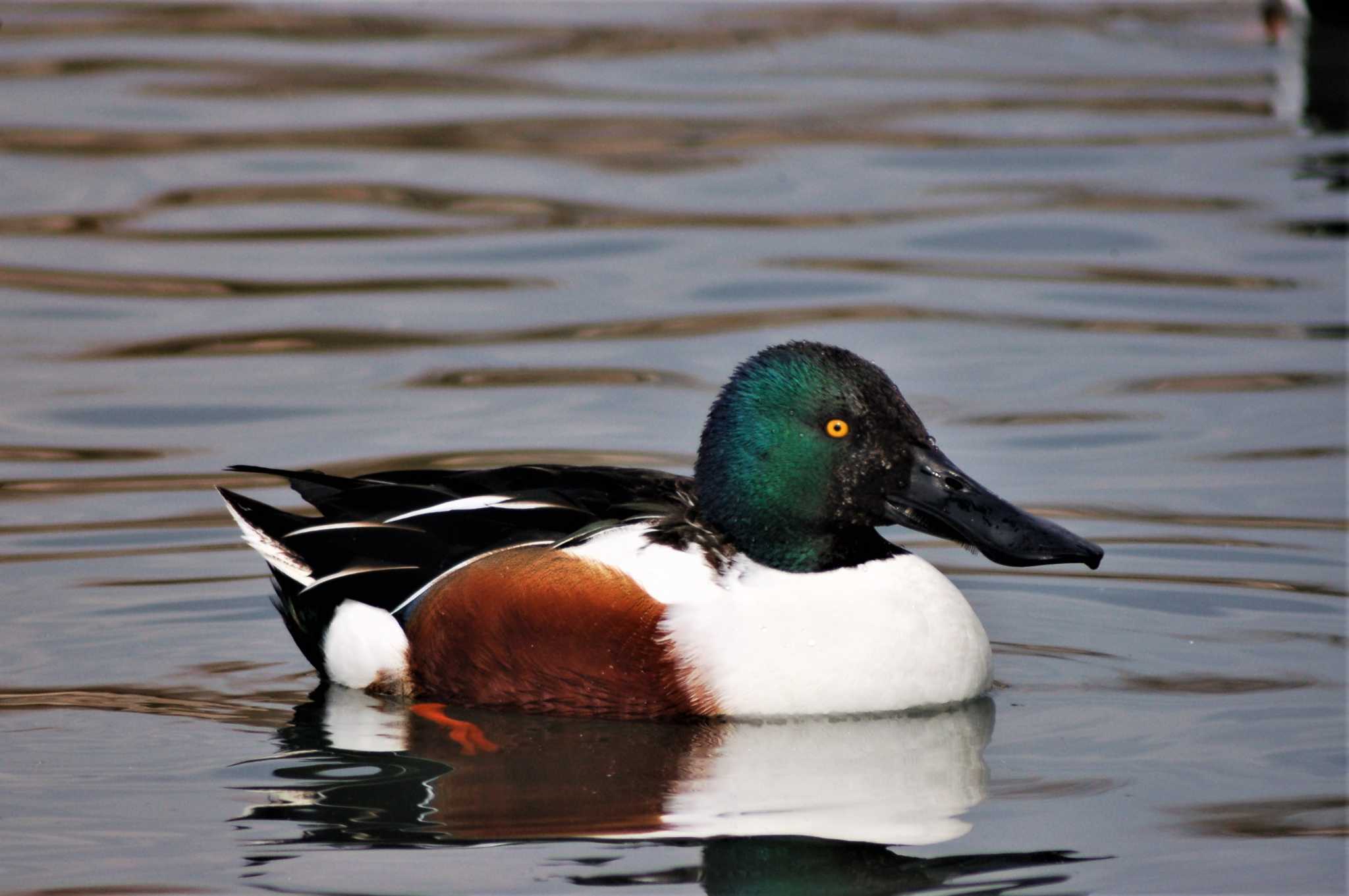 昆陽池公園 ハシビロガモの写真 by Semal