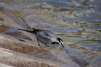 2006年2月13日(月) 昆陽池公園の野鳥観察記録