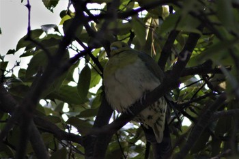 Sat, 2/18/2006 Birding report at Kyoto Gyoen