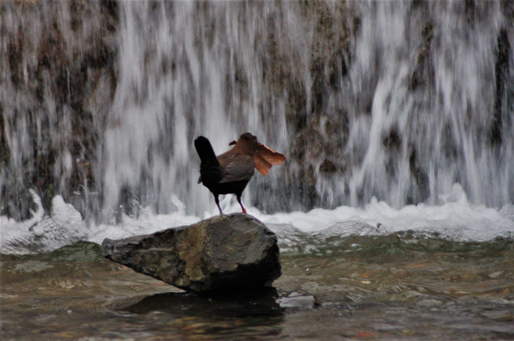 Brown Dipper