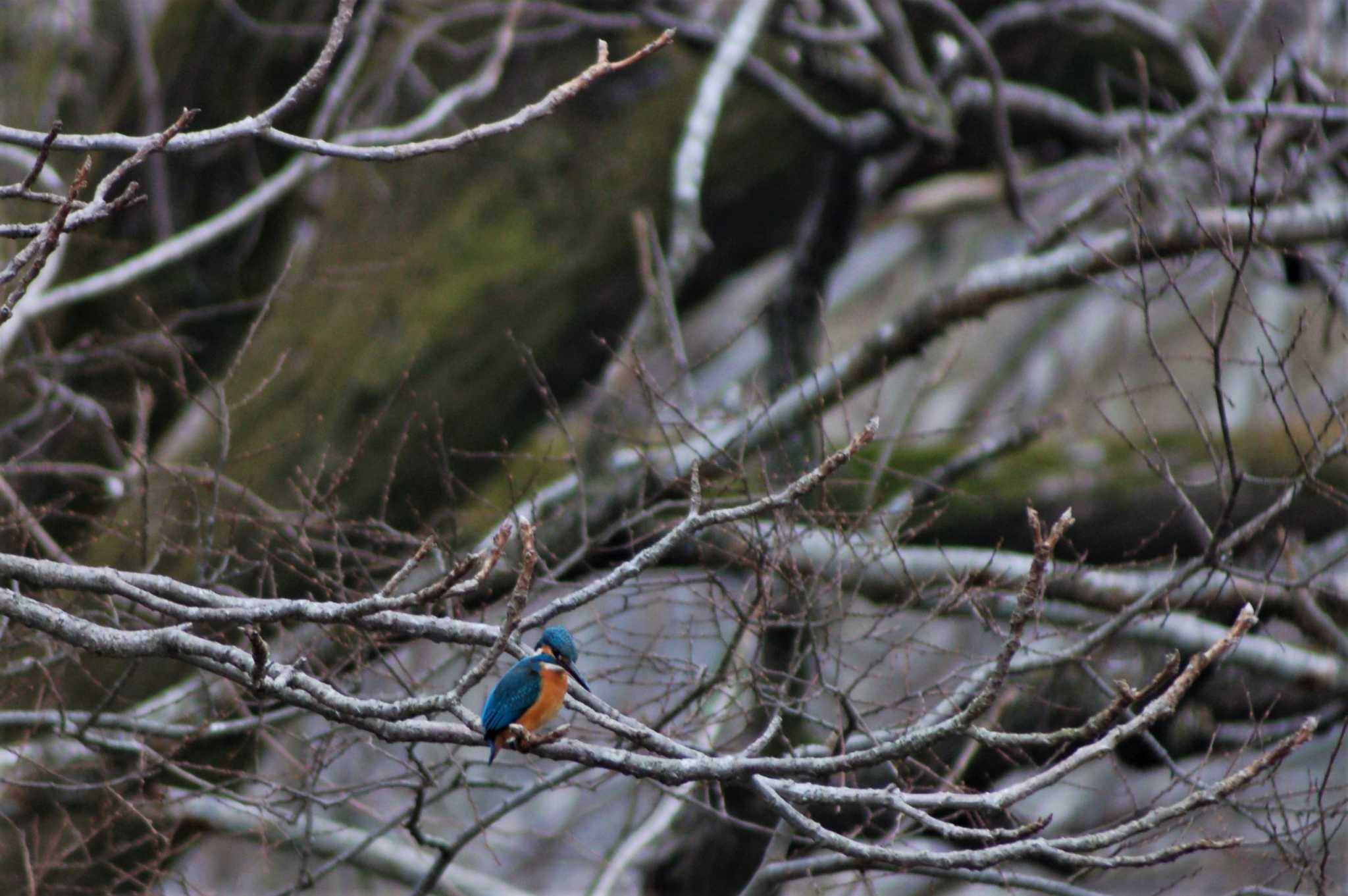 Common Kingfisher