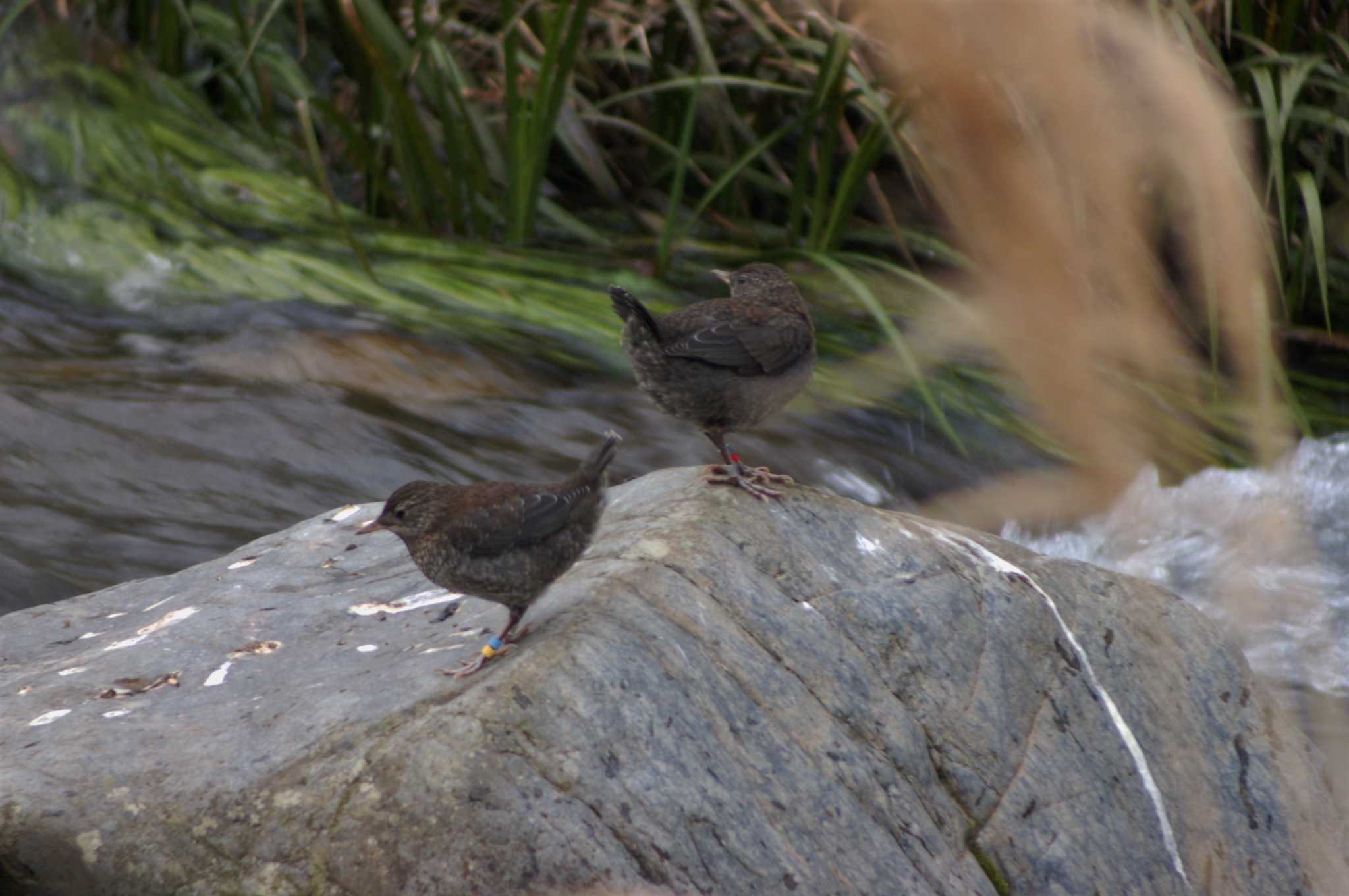 Brown Dipper