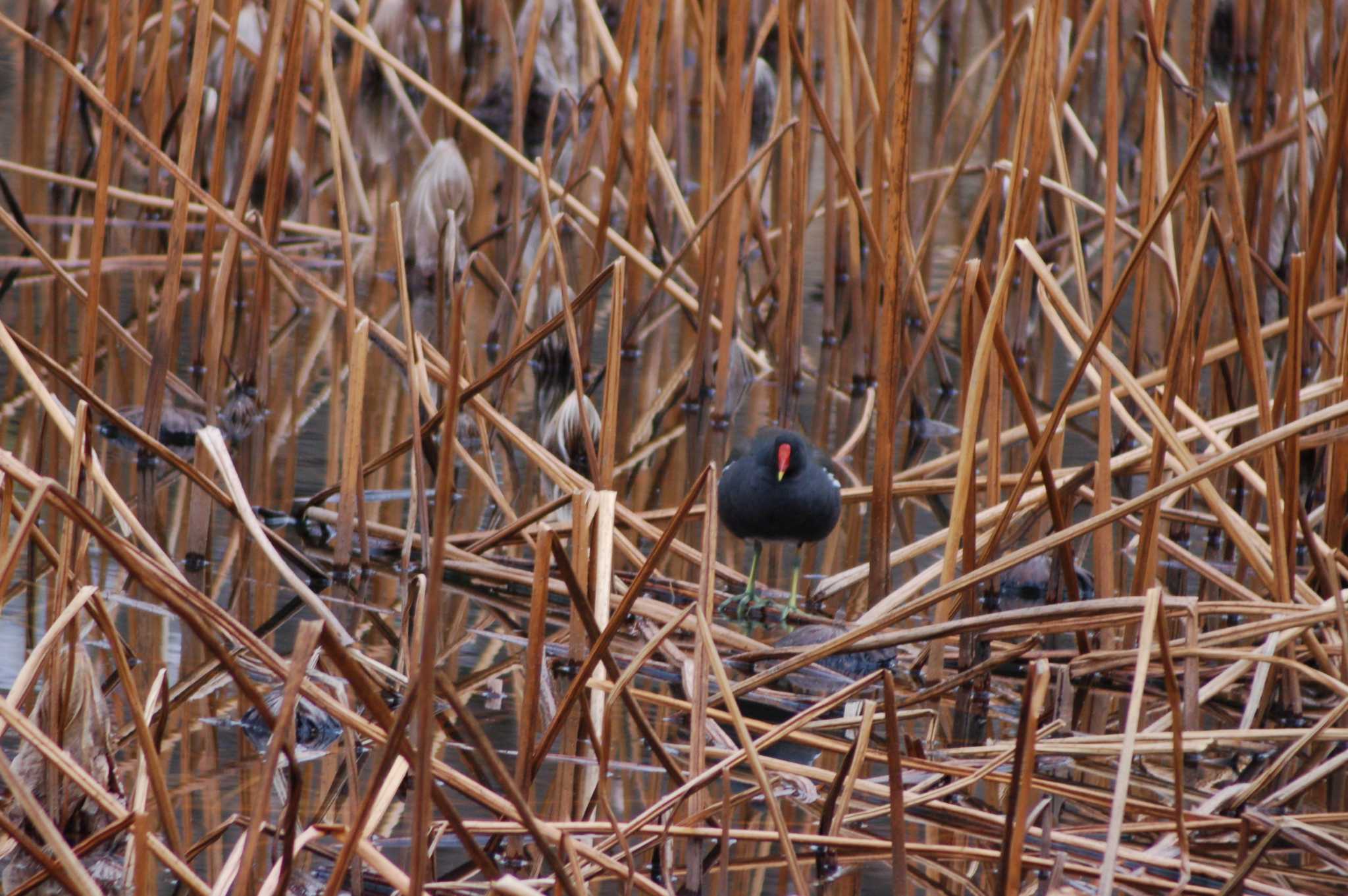 Common Moorhen