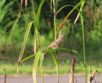 2020年8月13日(木) 裏磐梯の野鳥観察記録