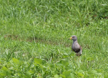 Grey-headed Lapwing 大阪府能勢町 Unknown Date