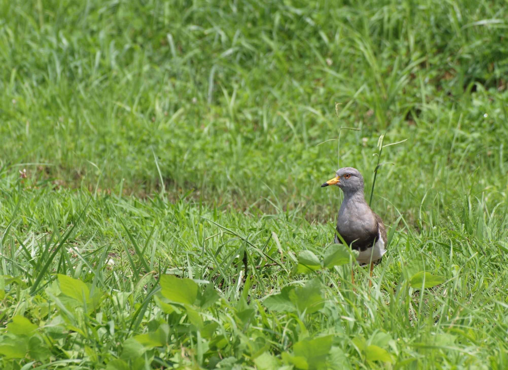 Photo of Grey-headed Lapwing at 大阪府能勢町 by Happy-BlueBird