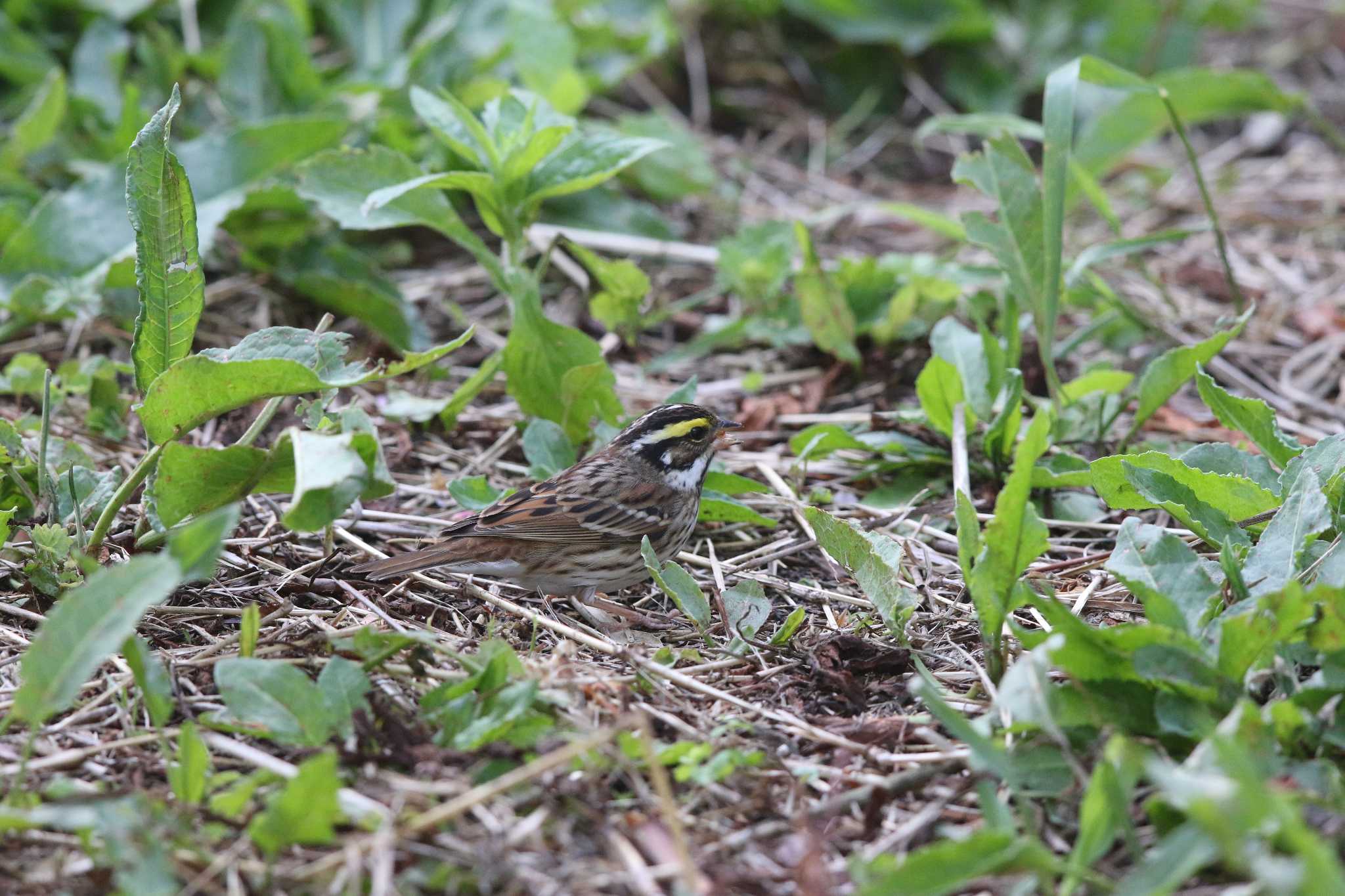 舳倉島 キマユホオジロの写真 by Trio