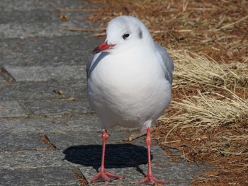 ユリカモメ 水元公園 2019年1月19日(土)