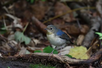 Siberian Blue Robin 千歳市 Fri, 8/14/2020