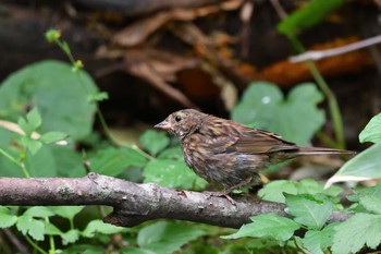 Grey Bunting 千歳市 Fri, 8/14/2020