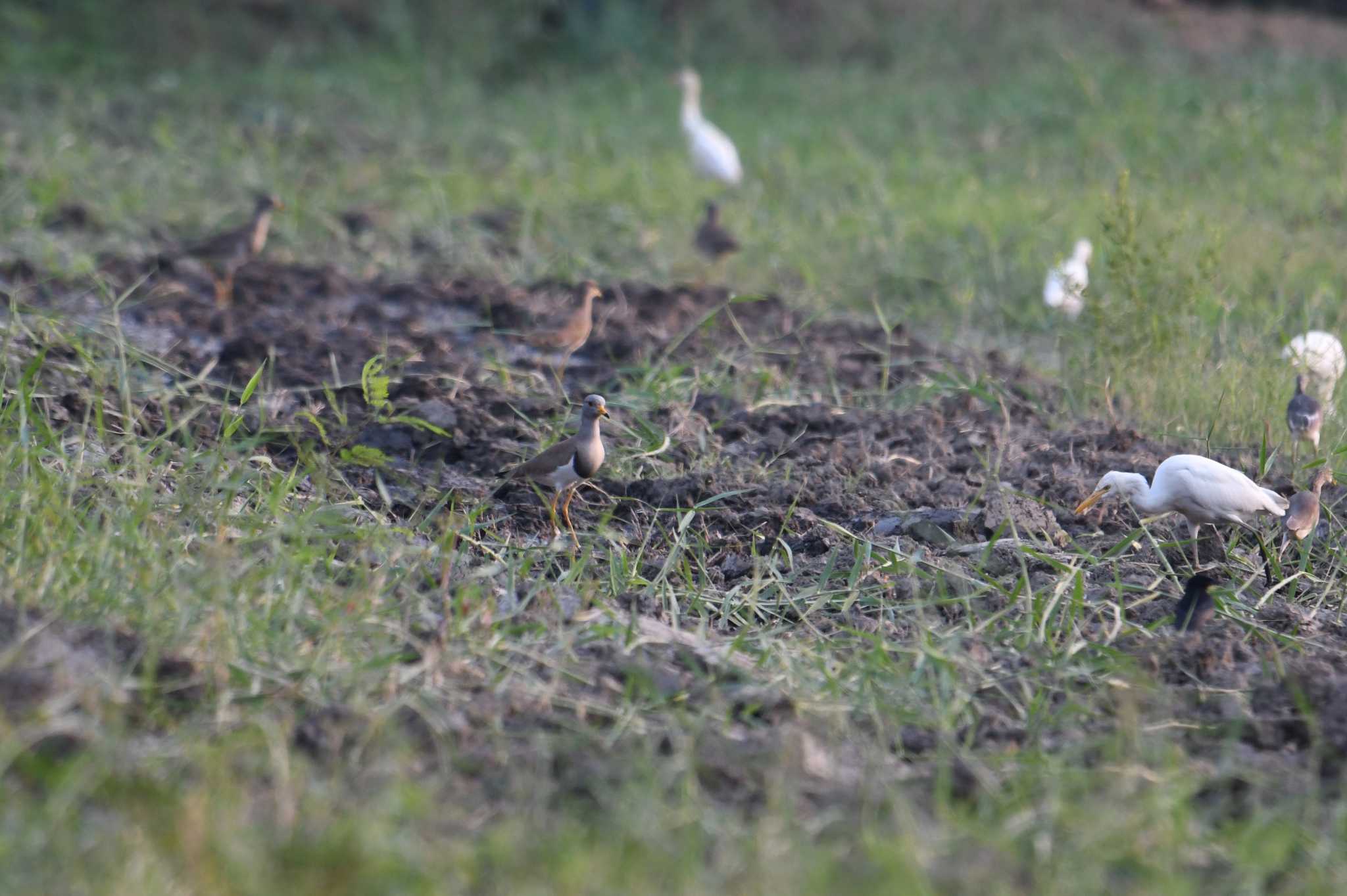 Grey-headed Lapwing