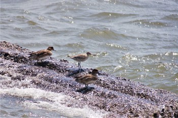 Fri, 4/21/2006 Birding report at 甲子園浜(兵庫県西宮市)