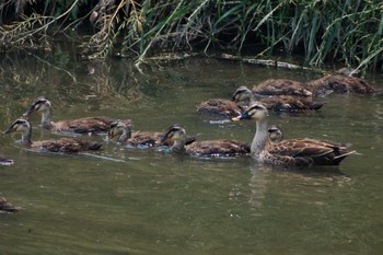 Thu, 6/1/2006 Birding report at 巨椋干拓地