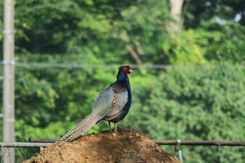 Green Pheasant 境川 Sun, 5/29/2016