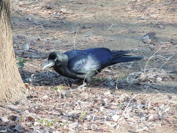 ハシブトガラス 光が丘公園 2019年1月19日(土)