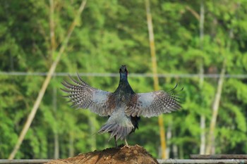 Green Pheasant 境川 Sun, 5/29/2016