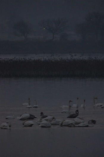 2006年12月15日(金) 伊豆沼の野鳥観察記録