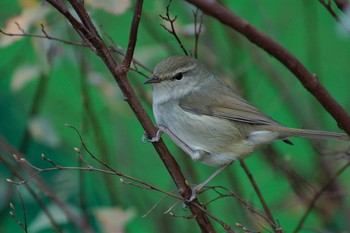 Japanese Bush Warbler 鴨川 Fri, 2/6/2009