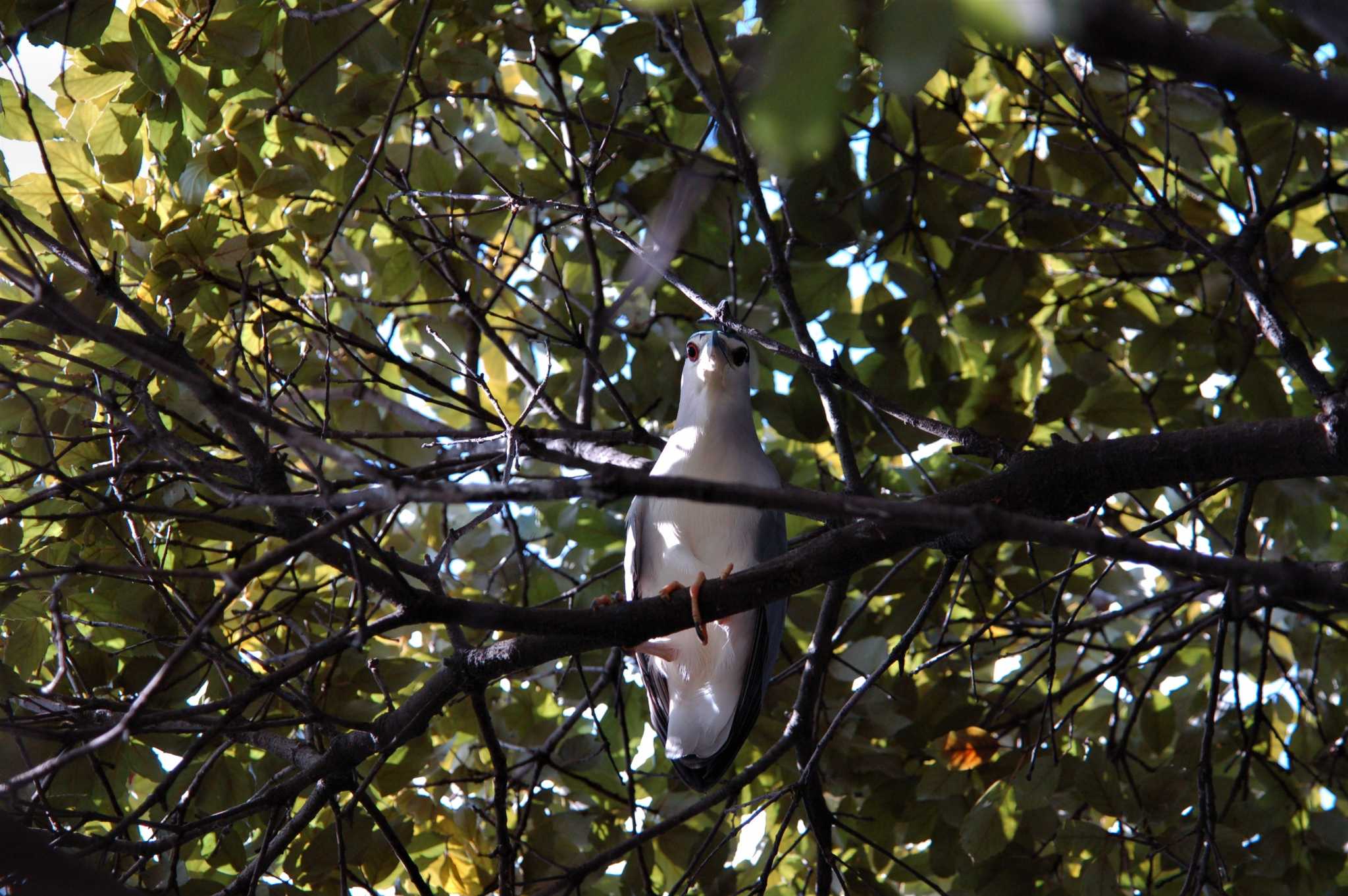 Black-crowned Night Heron