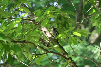 Japanese Pygmy Woodpecker Kodomo Shizen Park Sun, 5/29/2016