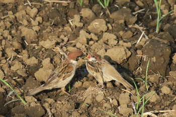 Eurasian Tree Sparrow 境川 Sun, 5/29/2016