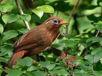 ガビチョウ 長池公園 2020年8月10日(月)