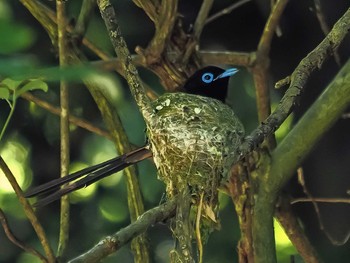 サンコウチョウ 早戸川林道 2020年6月10日(水)