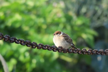 Eurasian Tree Sparrow 境川 Sun, 5/29/2016