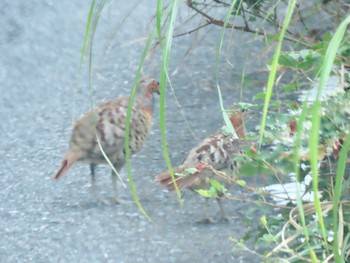 Chinese Bamboo Partridge 和泉葛城山 Sat, 8/15/2020