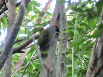 Japanese Green Woodpecker 和泉葛城山 Sat, 8/15/2020