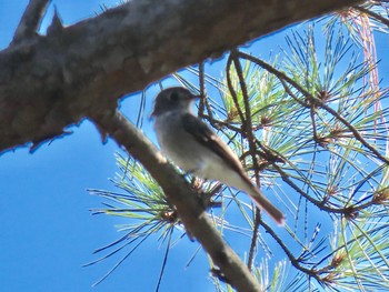 Asian Brown Flycatcher 和泉葛城山 Sat, 8/15/2020