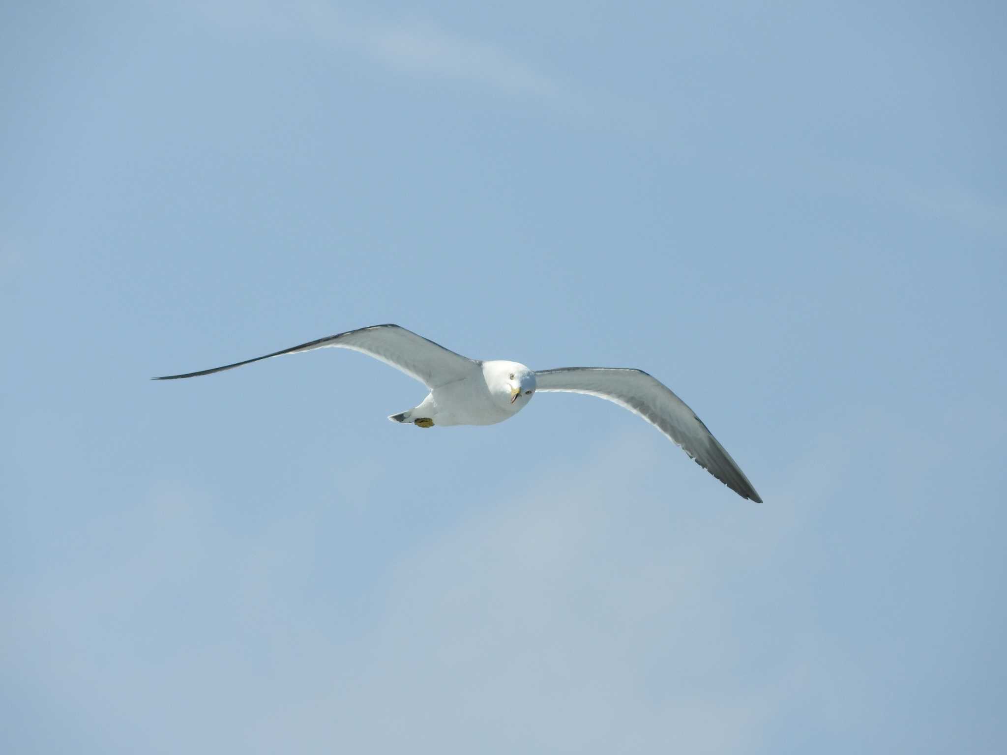 Black-tailed Gull