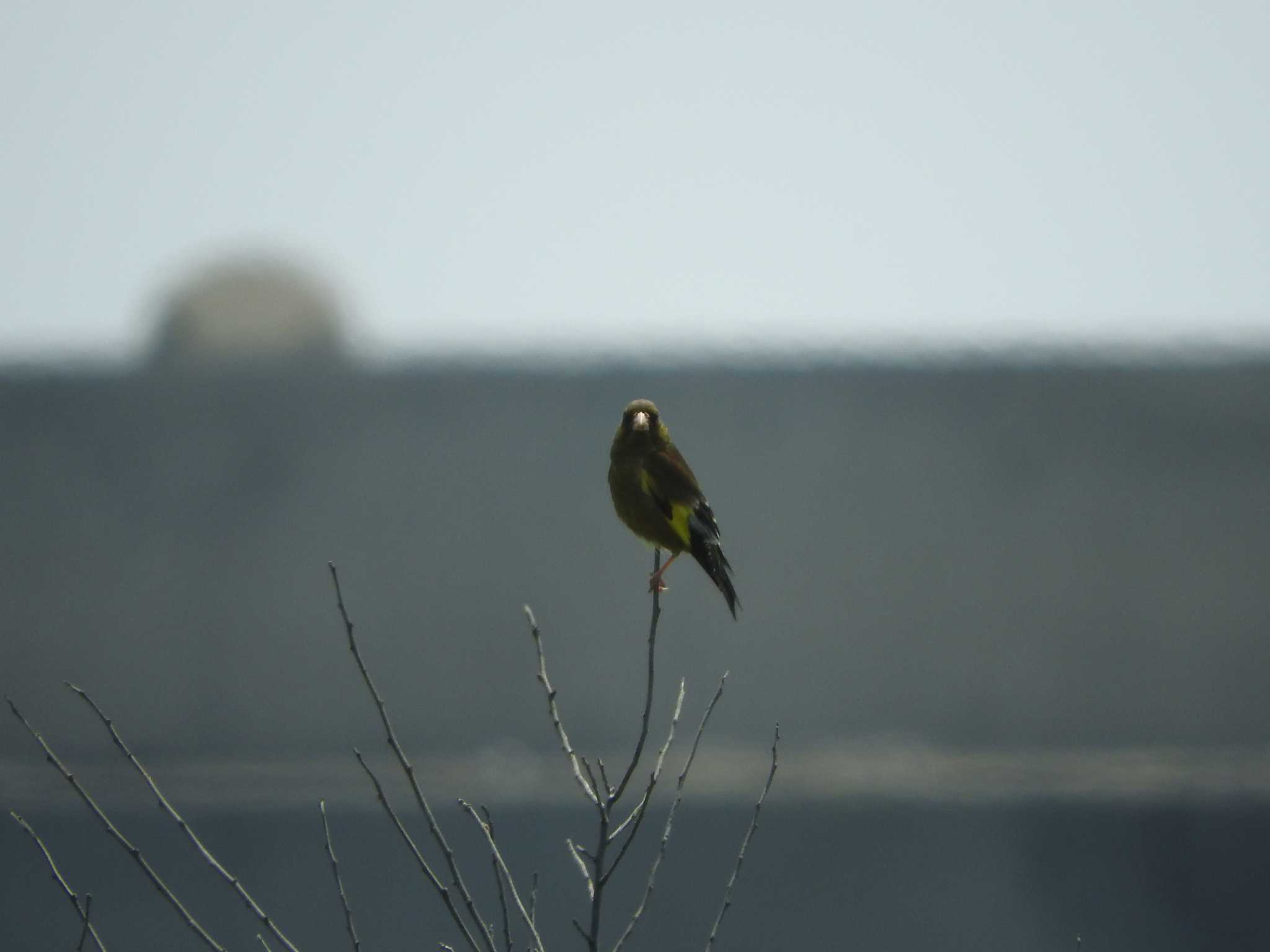 Grey-capped Greenfinch