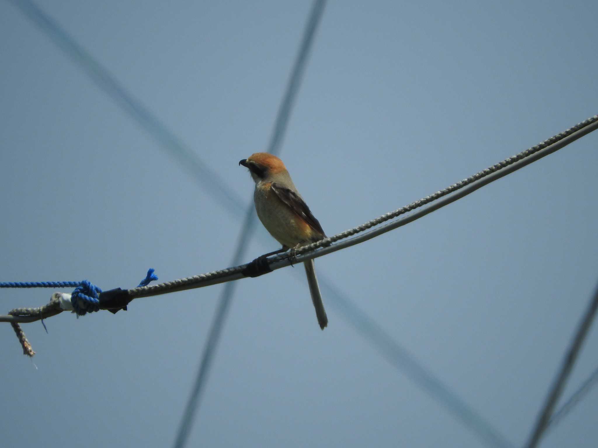 Bull-headed Shrike