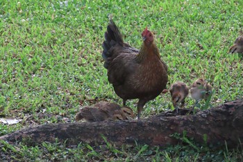 Red Junglefowl Nakhon Pathom Fri, 8/14/2020