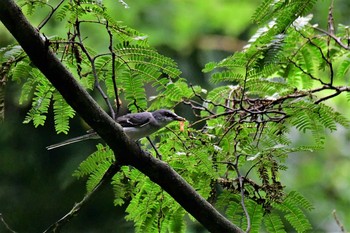 Sat, 8/15/2020 Birding report at 若山ダム(石川県珠洲市)