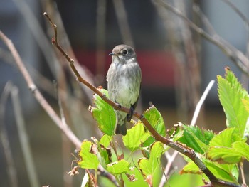 Dark-sided Flycatcher Hegura Island Tue, 5/17/2016