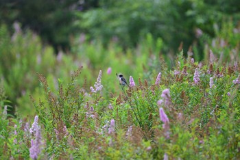 Amur Stonechat 奥日光(戦場ヶ原,湯滝) Mon, 8/10/2020