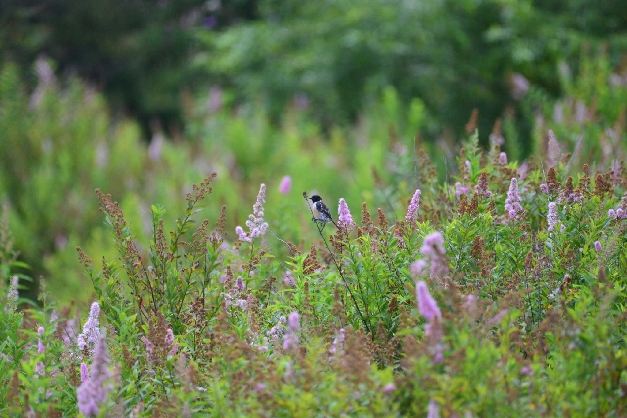 Photo of Amur Stonechat at 奥日光(戦場ヶ原,湯滝) by 80%以上は覚えてないかも