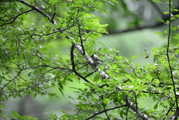 Willow Tit 奥日光(戦場ヶ原,湯滝) Mon, 8/10/2020