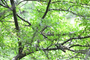 Eastern Crowned Warbler 奥日光(戦場ヶ原,湯滝) Mon, 8/10/2020