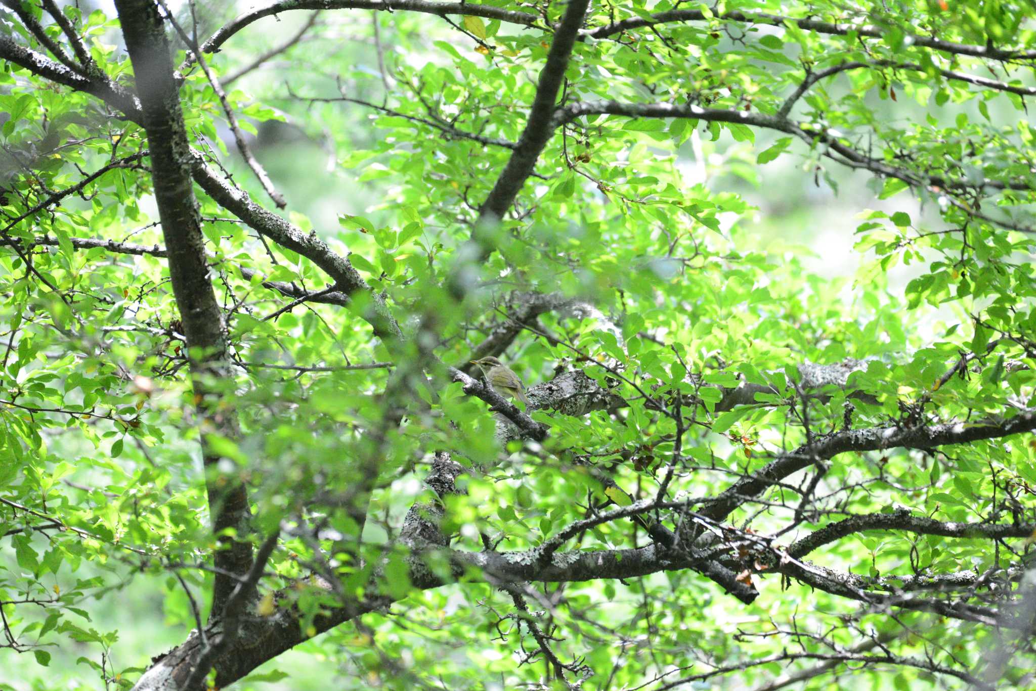 Photo of Eastern Crowned Warbler at 奥日光(戦場ヶ原,湯滝) by 80%以上は覚えてないかも