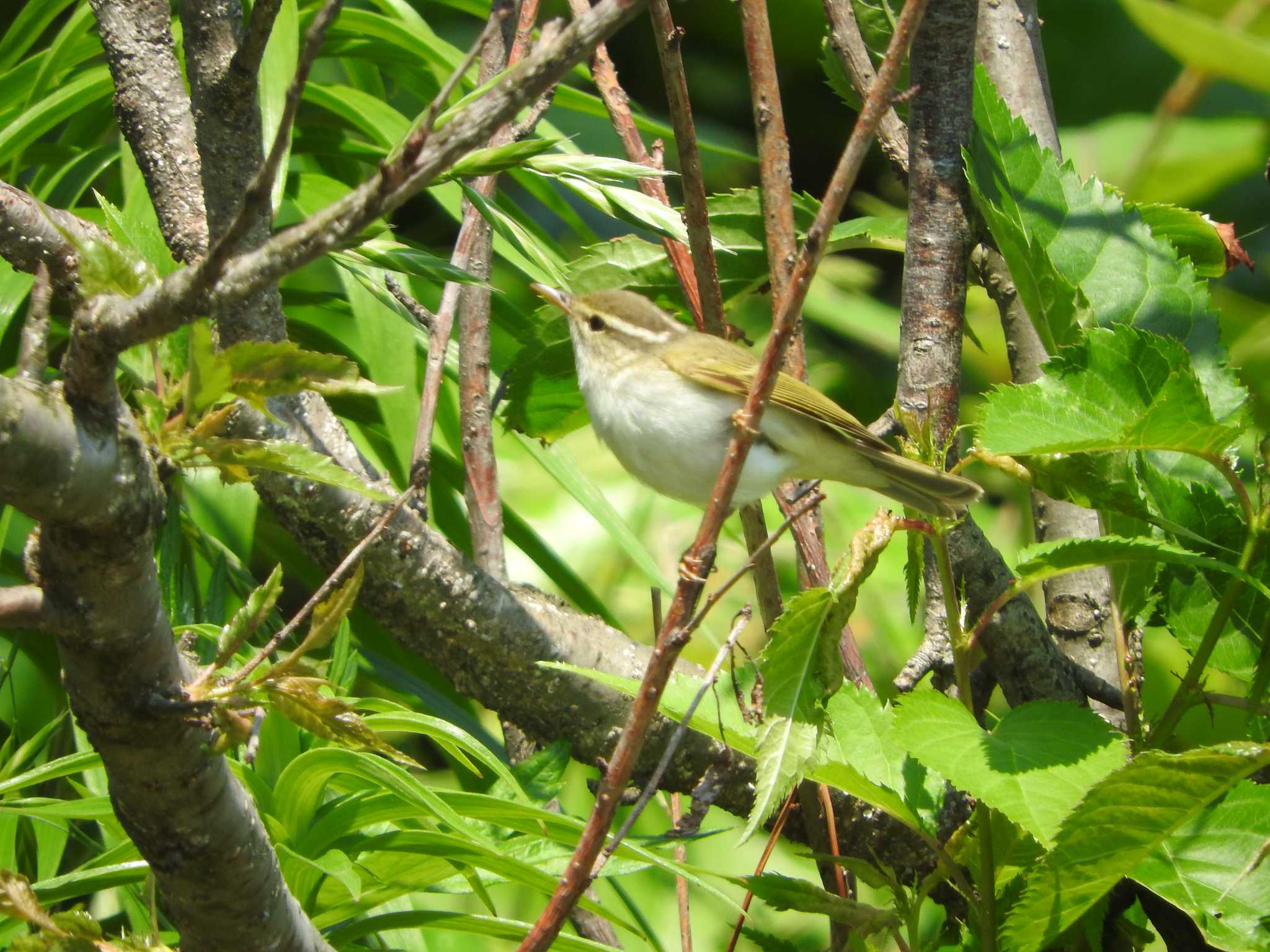 Eastern Crowned Warbler